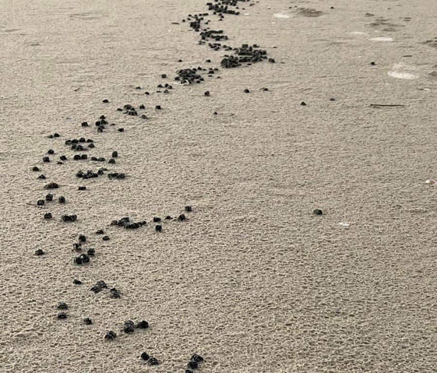 منظمة الصيد البحري تحذّر من الكارثة القادمة: بعد القطران، قطع بلاستيك تجتاح الشواطئ